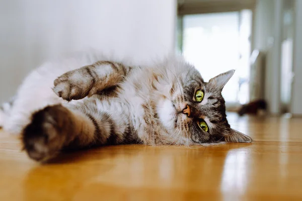 Gray Fluffy Long Haired Domestic Cat Green Eyes Lies Parquet — Foto de Stock