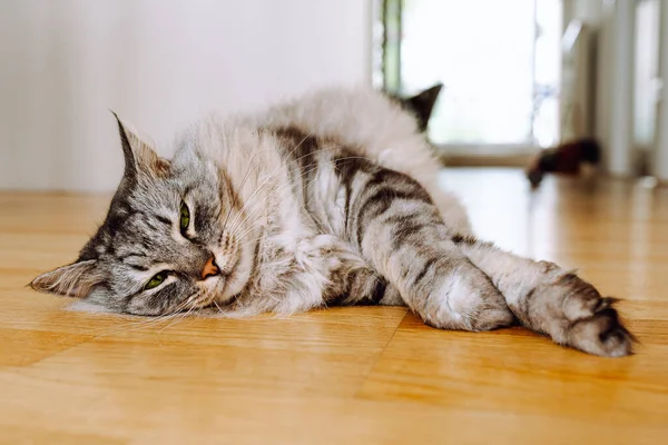 Gray Fluffy Long Haired Domestic Cat Green Eyes Lies Parquet — Stockfoto