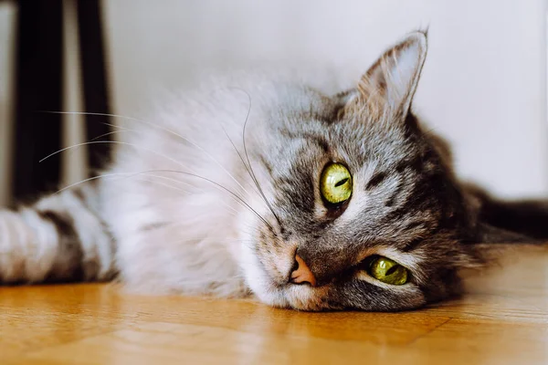 Gray Fluffy Long Haired Domestic Cat Green Eyes Lies Parquet — Stockfoto