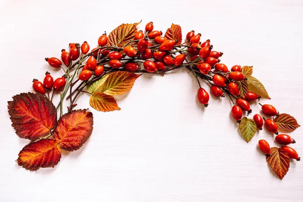 Autumn herbarium of rose hips and autumn dried leaves. handmade autumn wreath of yellow red raspberry leaves, rose hips on light background. view from above. DIY craft