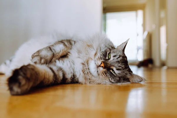 Gray Fluffy Long Haired Domestic Cat Green Eyes Lies Parquet — Foto de Stock