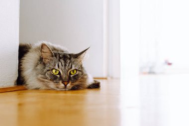large domestic fluffy cat with gray hair, big green eyes looking at camera, peeks out from around corner, lying on parquet floor home