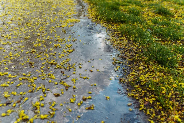 Puddles with raindrops on park path along lawn, with fallen leaves and tree flowers. Rainy weather, spring or autumn season
