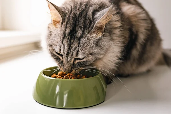 Close-up of cat eating dry food from bowl. Hungry cat eats dry pet food from green bowl. Fluffy longhaired pet enjoys food. Pet care, properly balanced nutrition for adult cats