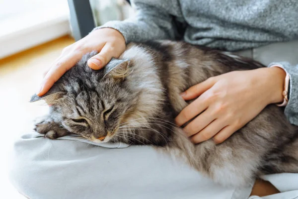 Close-up of gray fluffy cat sleeping on  human's lap, hands stroking cat's fur. Love and care for pets, teenager and cat friends spend time together