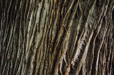 texture textured acacia tree bark, with longitudinal lines and cracks, brown tree bark natural ecological background