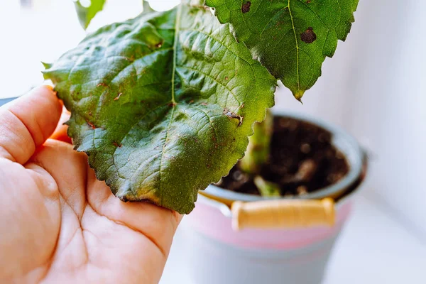 Planta Envasada Casa Doente Folhas Plantas Vaso Com Manchas Castanhas — Fotografia de Stock