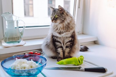Gri çizgili uzun saçlı kedi mutfak masasında, sebze salatasının hazırlandığı ürünlerin yanında, evcil hayvan aşçı yardımcısı