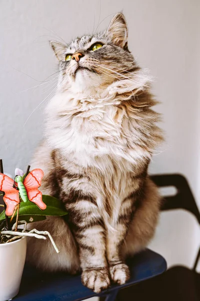 Fluffy domestic cat with striped paws, sits near flower vases, looks cute to side, pet portrait. Domestic cat with orchid flower