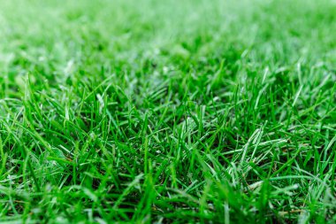 Parlak yeşil renkli doğal çimenler