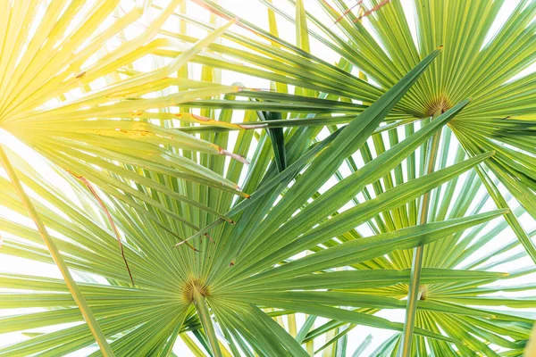 Palmbladeren Sluiten Tegen Een Helderblauwe Lucht Aan Zon Tropisch Kustlijn — Stockfoto