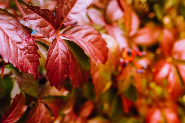 Red bright leaves parthenocissus with sun exposure. Bright red leaves girlish grapes with blue fruits in sun. Bright red leaves of girlish grapes with blue fruits in sun. Autumn leaf color. climbing
