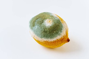 Çürümüş küflü limon. Çürümüş küflü limon. Parlak yeşil limon küfü, bozulmuş meyve, zehirli ürünler, limon kabuğunu etkileyen mantar küfü. Küflü limon.