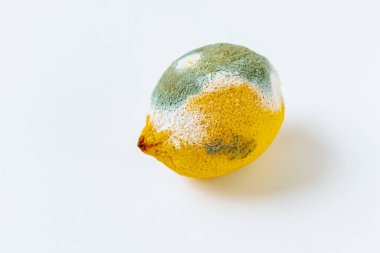 Çürümüş küflü limon. Çürümüş küflü limon. Parlak yeşil limon küfü, bozulmuş meyve, zehirli ürünler, limon kabuğunu etkileyen mantar küfü. Küflü limon.