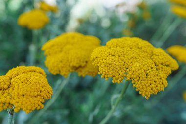 Parlak sarı çiçekler bulanık doğal arka planda şişkinlik, eczacı homeopatik biyotazminatı. Şifalı bitkilerden alınmış bitki çayı. Tansy Officinalis daimi otçul çiçekleri.