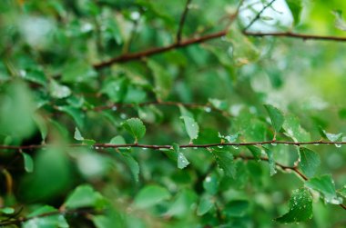 Yağmurlu bir sonbahar gününde yağmur damlalarıyla ağaçtan yeşil ıslak yapraklar.. 