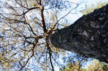 Ormandaki yaşlı ağaç mavi gökyüzüne karşı. Yaklaş. Doğal altyapılar. 