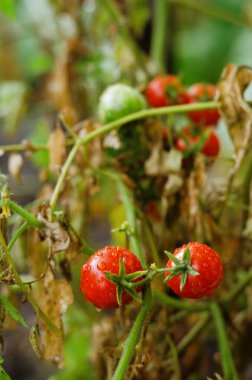 Bir dalda kırmızı kiraz domatesleri. Yaprakların üzerine yağmur damlası. Sağlıklı yemek, yaşam tarzı konsepti. Hasat et. Tarım. 