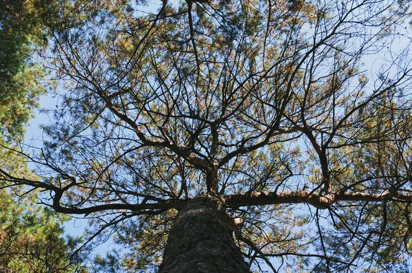 Alter Baum Wald Vor Blauem Himmel Aus Nächster Nähe Natürliche — Stockfoto