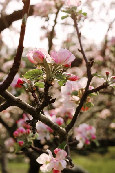 Вид Зверху Квітучу Рожеву Яблуню Гілку Квітами Навесні Пейзаж Сільська — стокове фото