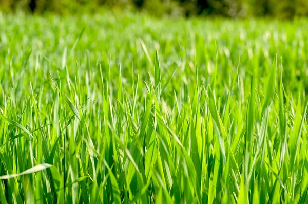 Fondo Hierba Verde Campo Pradera Verano Cerca Fondos Naturales Texturas Imagen de stock