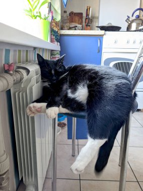 Evinde yeşil gözlü, sevimli, tüylü, siyah kedi portresi. Pencereden dışarı bakıyorum. Komik hayvanlar, hayvanlar.. 