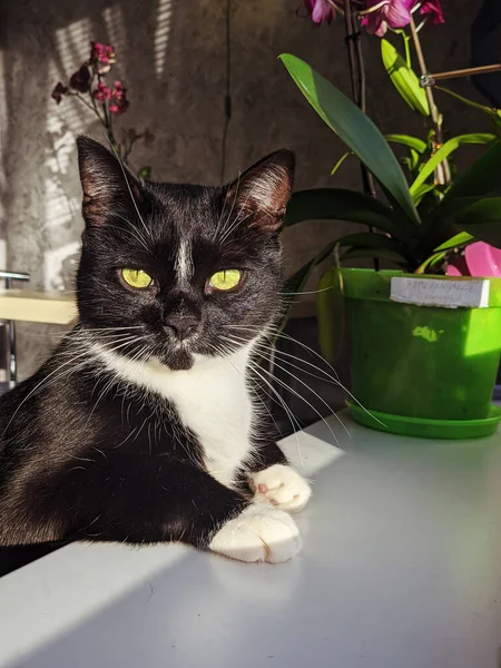 Retrato Lindo Gato Negro Esponjoso Con Ojos Verdes Acogedora Casa — Foto de Stock