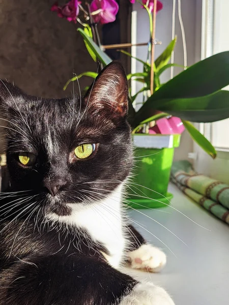 Retrato Lindo Gato Negro Esponjoso Con Ojos Verdes Acogedora Casa —  Fotos de Stock