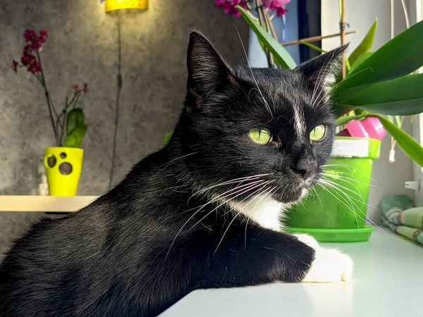 可爱的绒毛黑猫的画像 绿色的眼睛 舒适的家 从窗户往外看有趣的宠物 — 图库照片