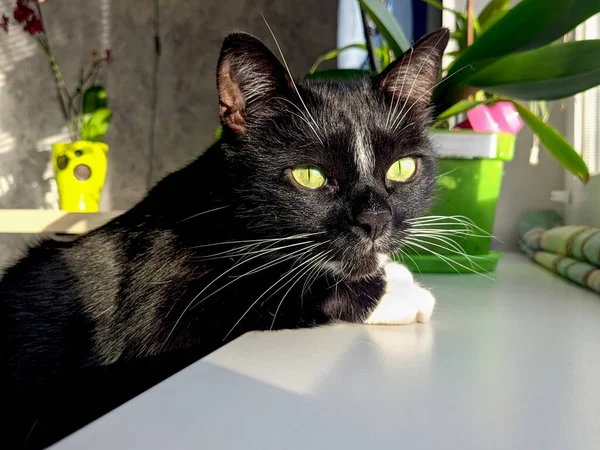 居心地の良い家の中で緑の目でかわいいふわふわの黒い猫の肖像画 窓の外を見て 面白いペット動物 — ストック写真