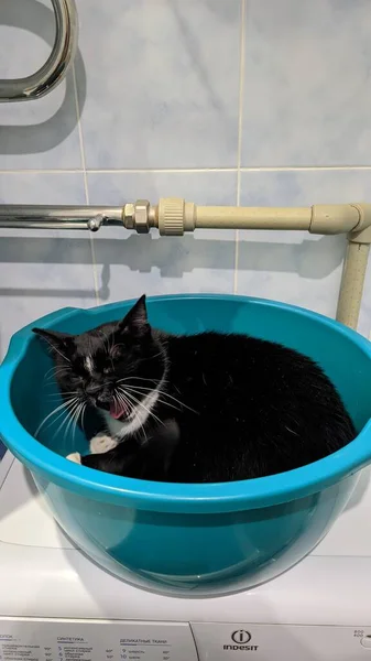 Retrato Gato Preto Fofo Bonito Com Olhos Verdes Casa Aconchegante — Fotografia de Stock