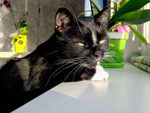 Portret Van Schattige Pluizige Zwarte Kat Met Groene Ogen Het — Stockfoto