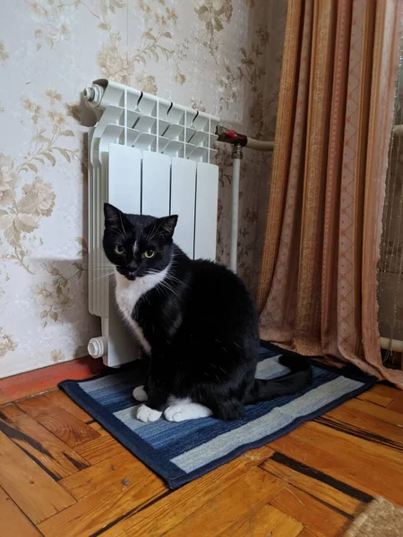 居心地の良い家の中で緑の目でかわいいふわふわの黒い猫の肖像画 窓の外を見て 面白いペット動物 — ストック写真