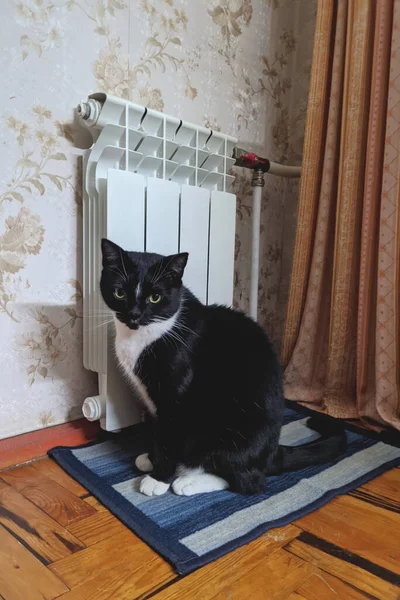 Evinde Yeşil Gözlü Sevimli Tüylü Siyah Kedi Portresi Pencereden Dışarı — Stok fotoğraf