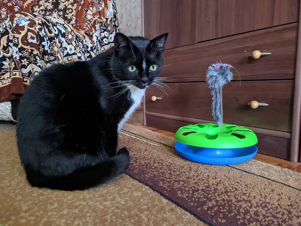 Retrato Lindo Gato Negro Esponjoso Con Ojos Verdes Acogedora Casa — Foto de Stock