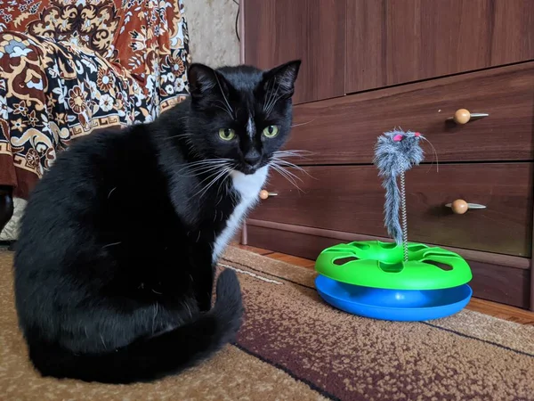 Portret Van Schattige Pluizige Zwarte Kat Met Groene Ogen Het — Stockfoto