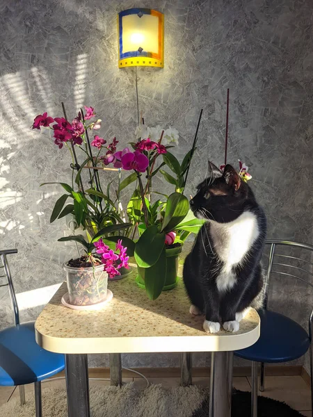 Портрет Милой Пушистой Черной Кошки Зелеными Глазами Уютном Доме Выглядывая — стоковое фото