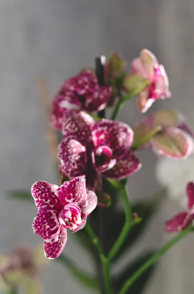 Vista Superior Flores Bonitas Orchid Dia Ensolarado Mola Perto Acima — Fotografia de Stock