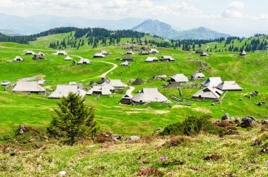 Slovenya 'nın Kamnik Alpleri' ndeki Velika Planina veya Büyük Çayırlık Platosu. Dağ kulübesi ya da Yeşil Tepe 'deki ev. Alp çayır manzarası. Çevre tarımı