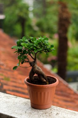 Dekoratif yeşil mandalina ağacının arka planında saksıda portakal meyvesi ve serada incir ağacı var. Yağmur damlalarıyla ayrılır. Üst manzara, düz yatış. Bahçıvanlık.