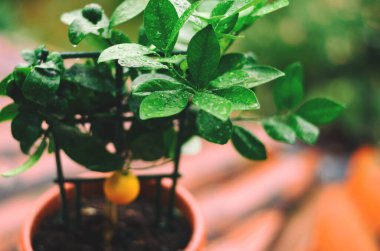 Dekoratif yeşil mandalina ağacının arka planında saksıda portakal meyvesi ve serada incir ağacı var. Yağmur damlalarıyla ayrılır. Üst manzara, düz yatış. Bahçıvanlık.