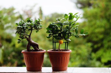 Dekoratif yeşil mandalina ağacının arka planında saksıda portakal meyvesi ve serada incir ağacı var. Yağmur damlalarıyla ayrılır. Üst manzara, düz yatış. Bahçıvanlık.