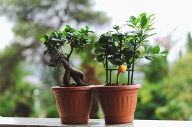 Dekoratif yeşil mandalina ağacının arka planında saksıda portakal meyvesi ve serada incir ağacı var. Yağmur damlalarıyla ayrılır. Üst manzara, düz yatış. Bahçıvanlık.
