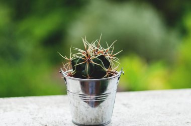 Dekoratif kaktüsün arka planını kapatın, seradaki bir saksıda sulu. Üst manzara, düz yatış. Bahçıvanlık. 