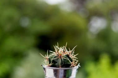 Dekoratif kaktüsün arka planını kapatın, seradaki bir saksıda sulu. Üst manzara, düz yatış. Bahçıvanlık. 