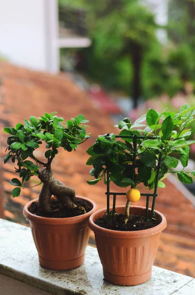 Background Decorative Green Tangerine Tree Orange Fruit Pot Ficus Greenhouse — Foto Stock