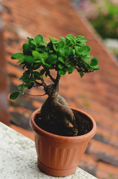 Background of decorative green tangerine tree with orange fruit in a pot and ficus in the greenhouse. Leaves with raindrops. Top view, flat lay. Gardening.