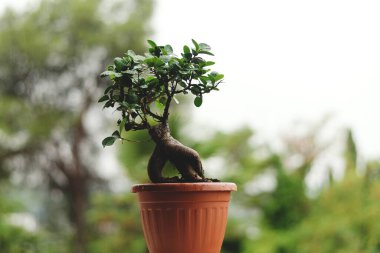 Dekoratif yeşil mandalina ağacının arka planında saksıda portakal meyvesi ve serada incir ağacı var. Yağmur damlalarıyla ayrılır. Üst manzara, düz yatış. Bahçıvanlık.