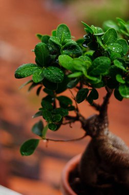 Dekoratif yeşil mandalina ağacının arka planında saksıda portakal meyvesi ve serada incir ağacı var. Yağmur damlalarıyla ayrılır. Üst manzara, düz yatış. Bahçıvanlık.
