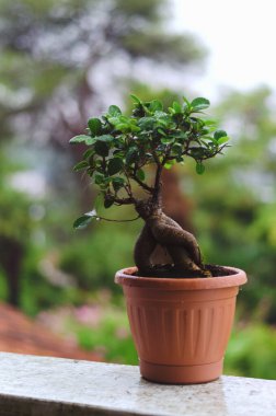 Dekoratif yeşil mandalina ağacının arka planında saksıda portakal meyvesi ve serada incir ağacı var. Yağmur damlalarıyla ayrılır. Üst manzara, düz yatış. Bahçıvanlık.